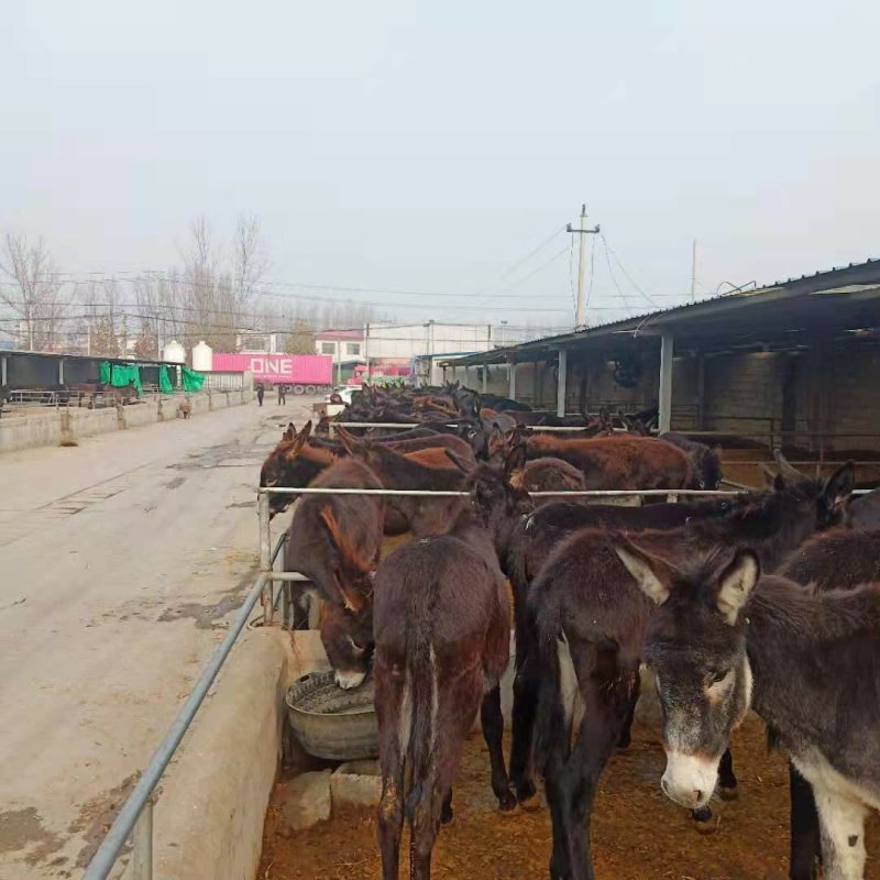 大量供应德州驴小肉驴苗常年有货免费提供养殖技术质料