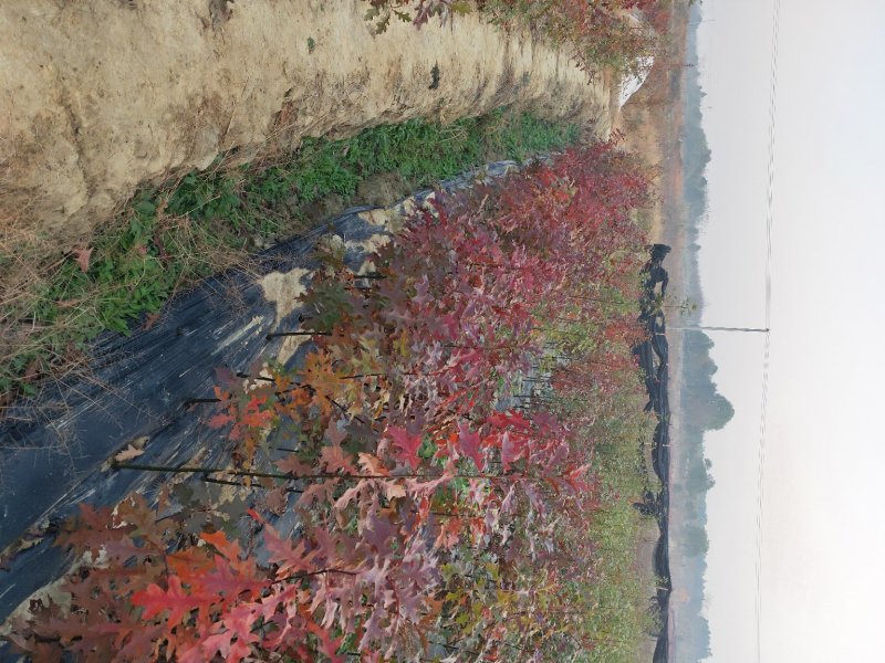 橡树