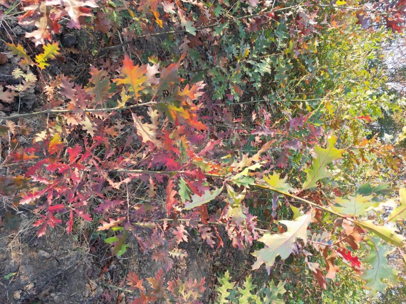 橡树