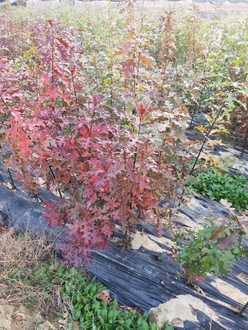 橡树