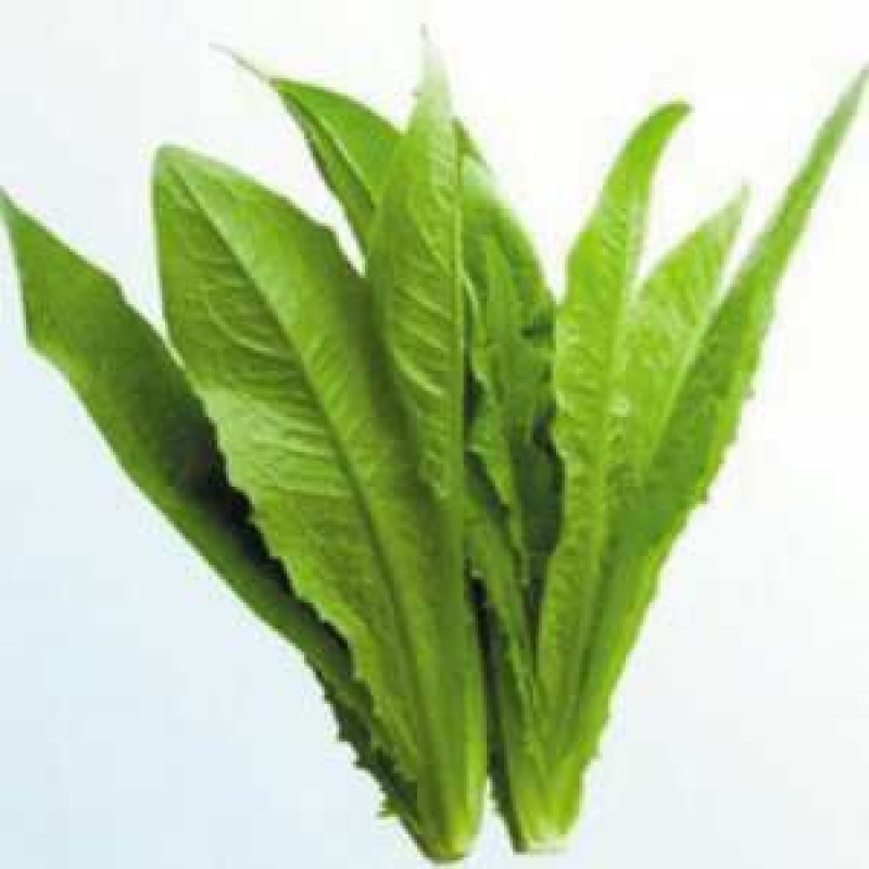 精品油麦菜，产地直销，，只做精品，各种包装