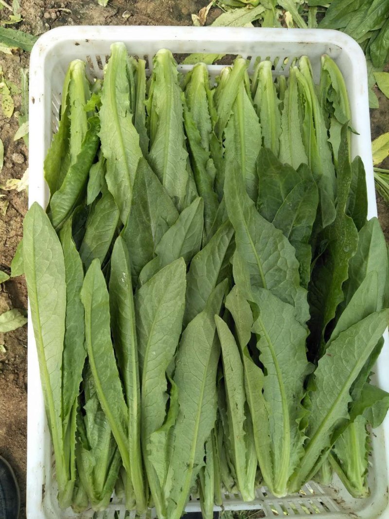 精品油麦菜，产地直销，，只做精品，各种包装