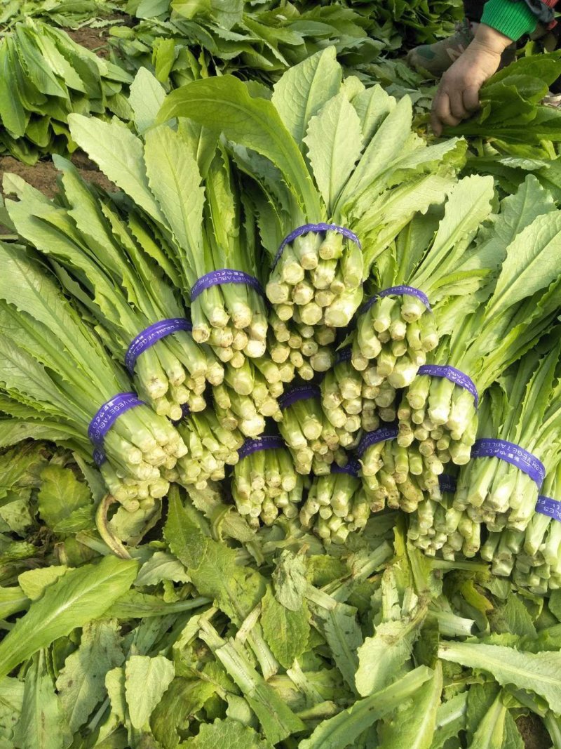精品油麦菜，产地直销，，只做精品，各种包装