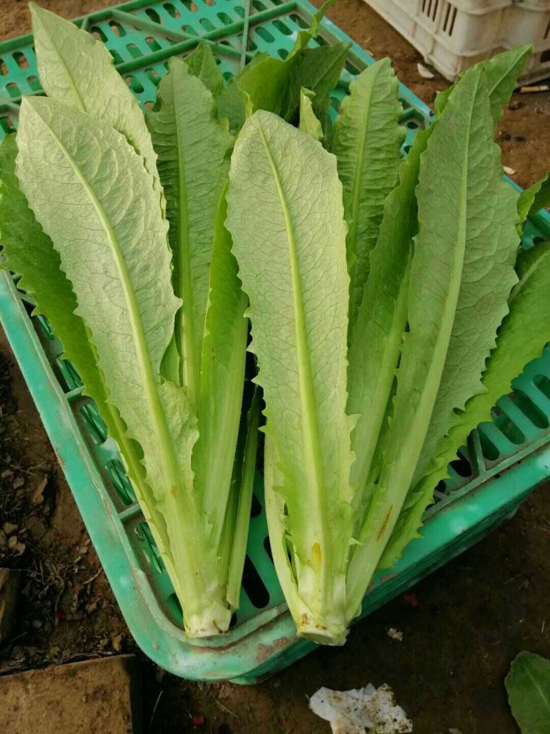 精品油麦菜，产地直销，，只做精品，各种包装