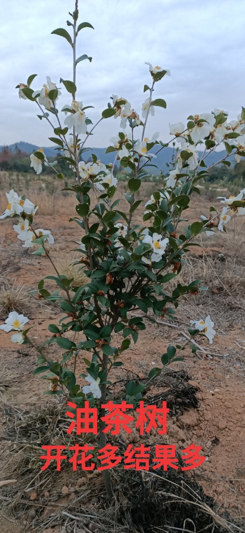 长林系列高产嫁接油茶苗，茶树苗皮溥果多出油率高。