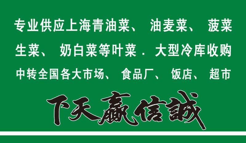 【精选】曹县优质上海青，产地直销上海青，现发，基地直发