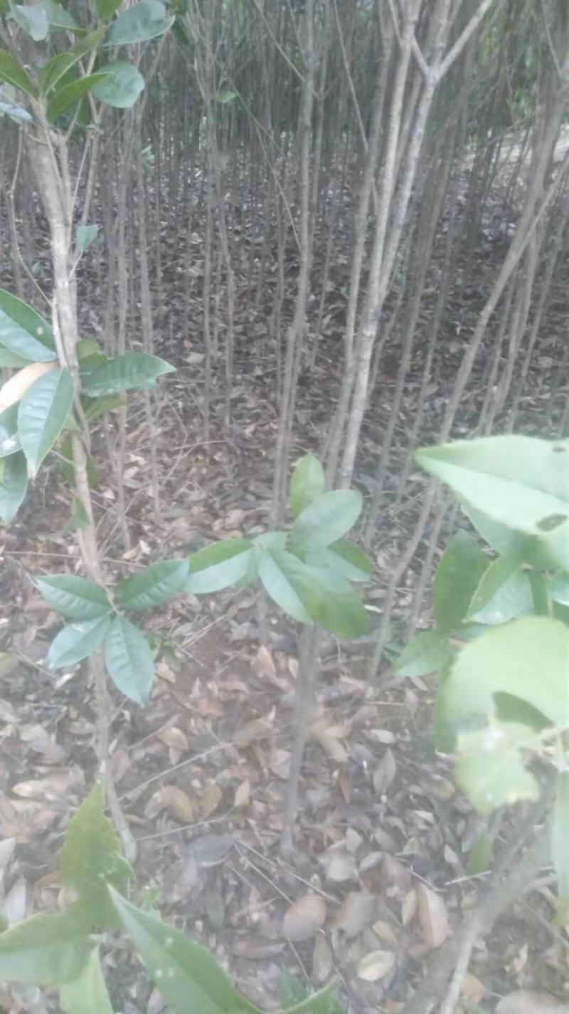 十万株桂花树，大力促销，量大从优！