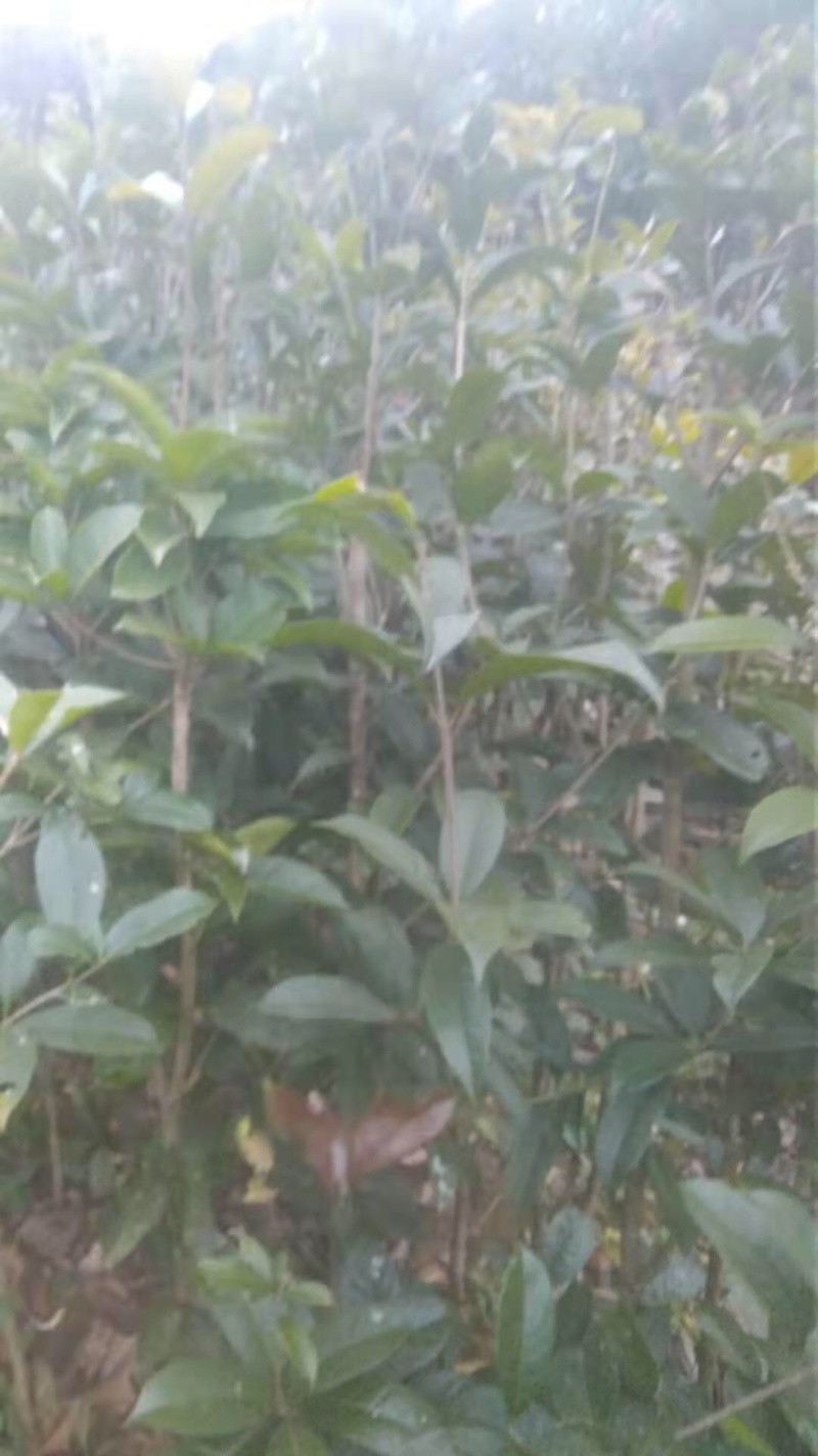十万株桂花树，大力促销，量大从优！