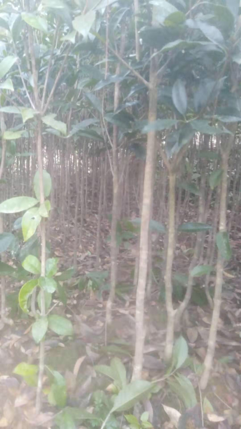 十万株桂花树，大力促销，量大从优！