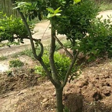 造型树，可视频看树定货，量大优惠，河南潢川宏昌苗圃直销。