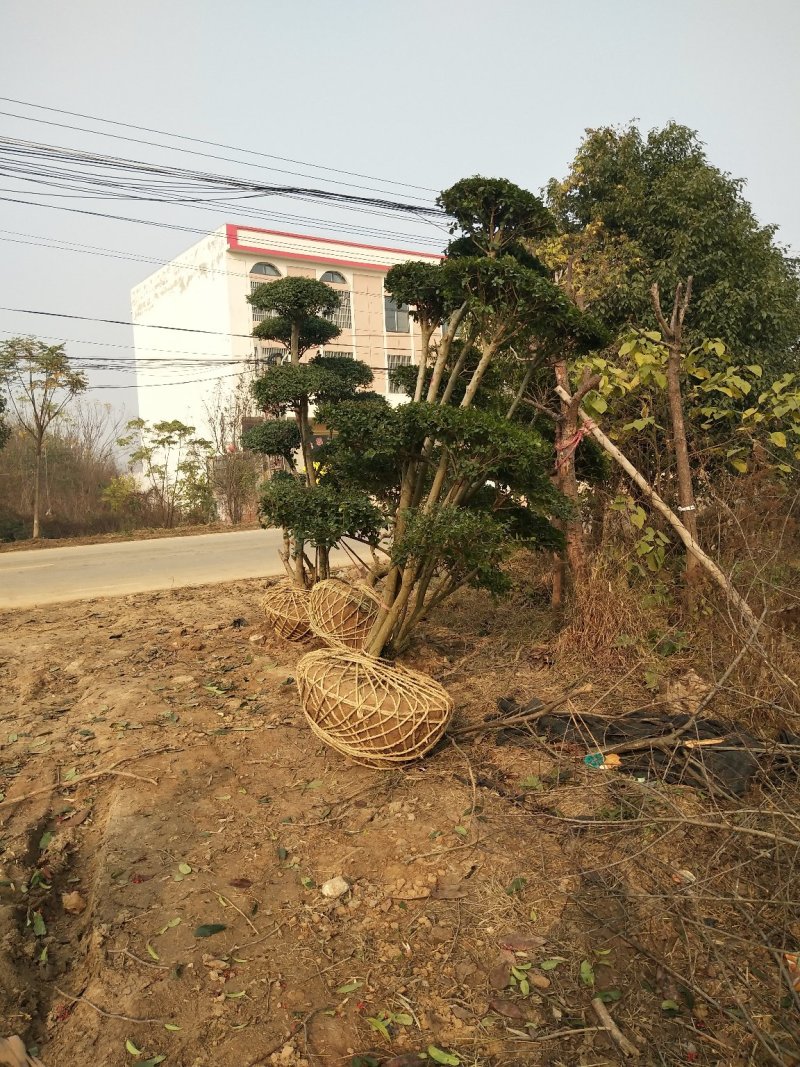 造型树，可视频看树定货，量大优惠，河南潢川宏昌苗圃直销。