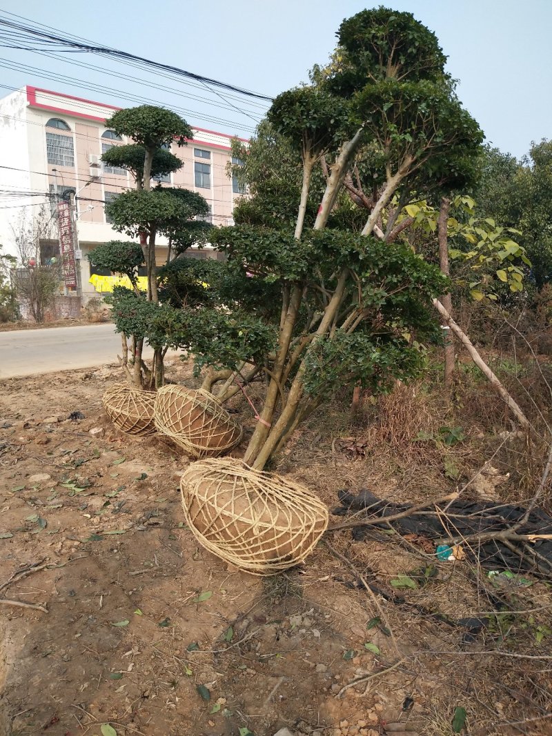 造型树，可视频看树定货，量大优惠，河南潢川宏昌苗圃直销。
