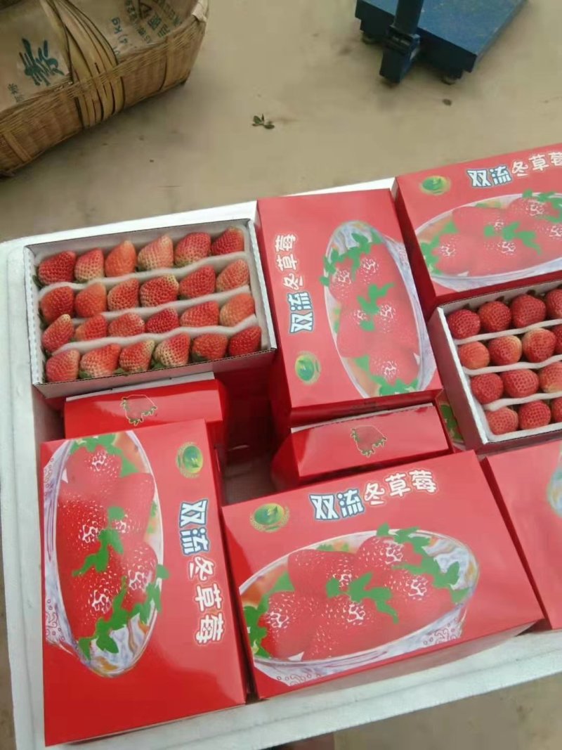2024凉山德昌冬季草莓代办代收一件代发原产地现摘