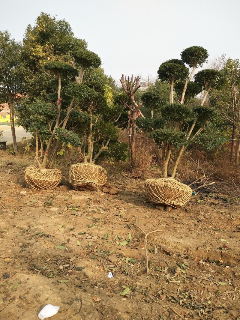 造型树，河南省潢川县宏昌苗圃场直销各种规格造型树