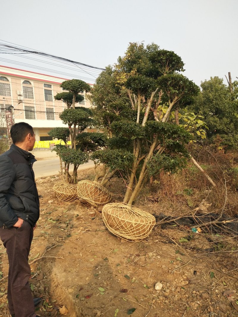 造型树，河南省潢川县宏昌苗圃场直销各种规格造型树