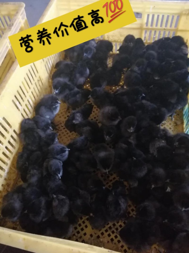 五黑鸡苗孵化场基地直供疫苗齐全