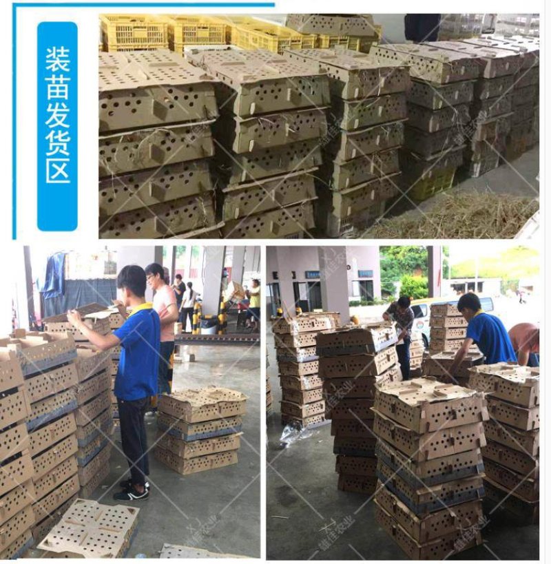 五黑鸡苗孵化场基地直供疫苗齐全