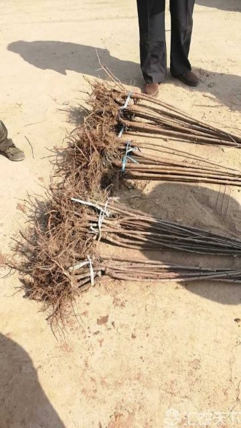 吉塞拉矮化樱桃苗，美早樱桃苗品种纯，数量大，提供技术支持