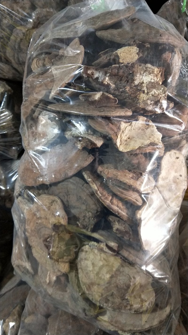 野生树王，树灵芝，野生树灵芝