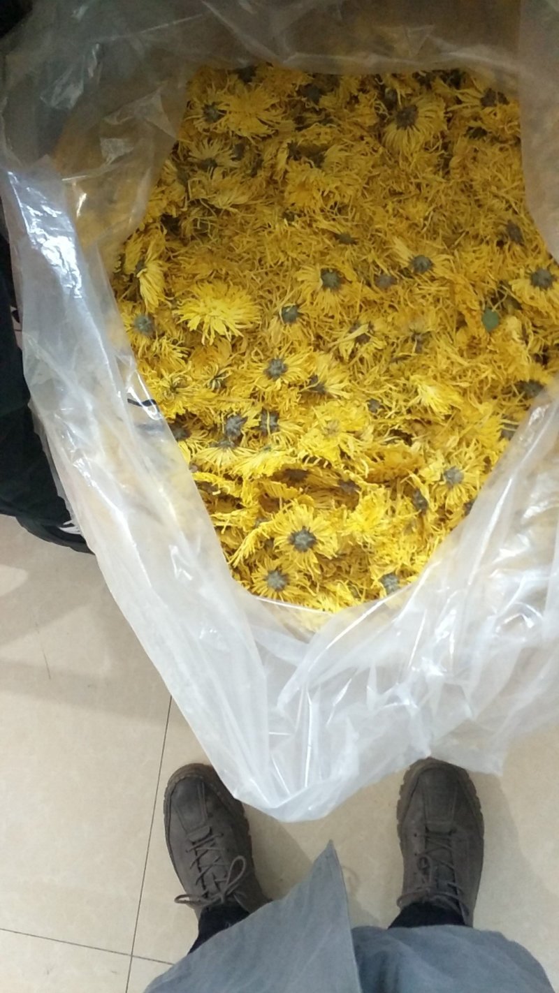 金丝皇菊大量批发常年有大货质量好，价格优