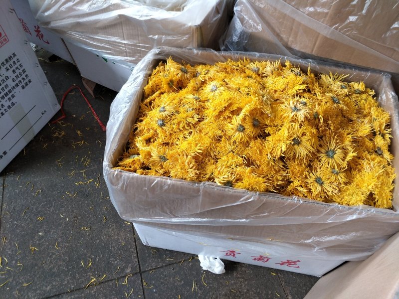 金丝皇菊大量批发常年有大货质量好，价格优