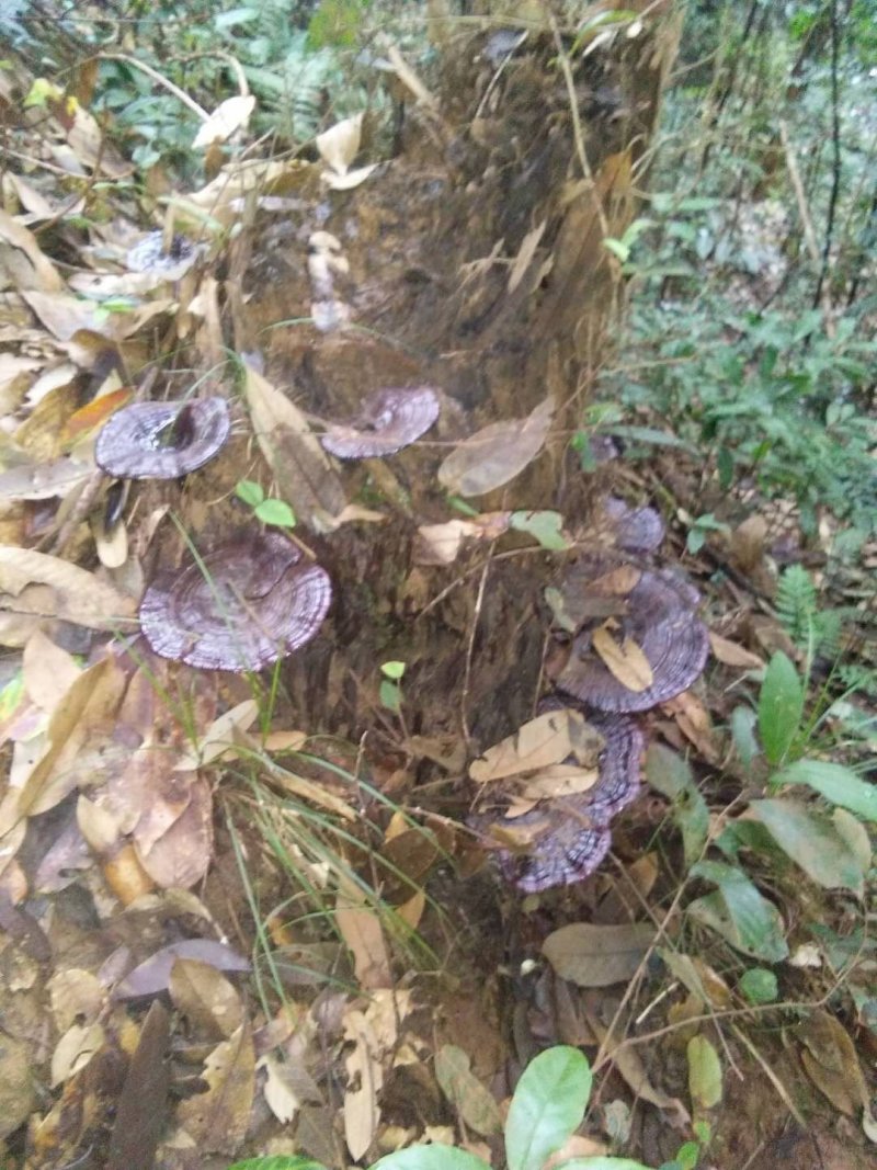 野生大灵芝，福建紫灵芝，野生灵芝黑灵芝干货