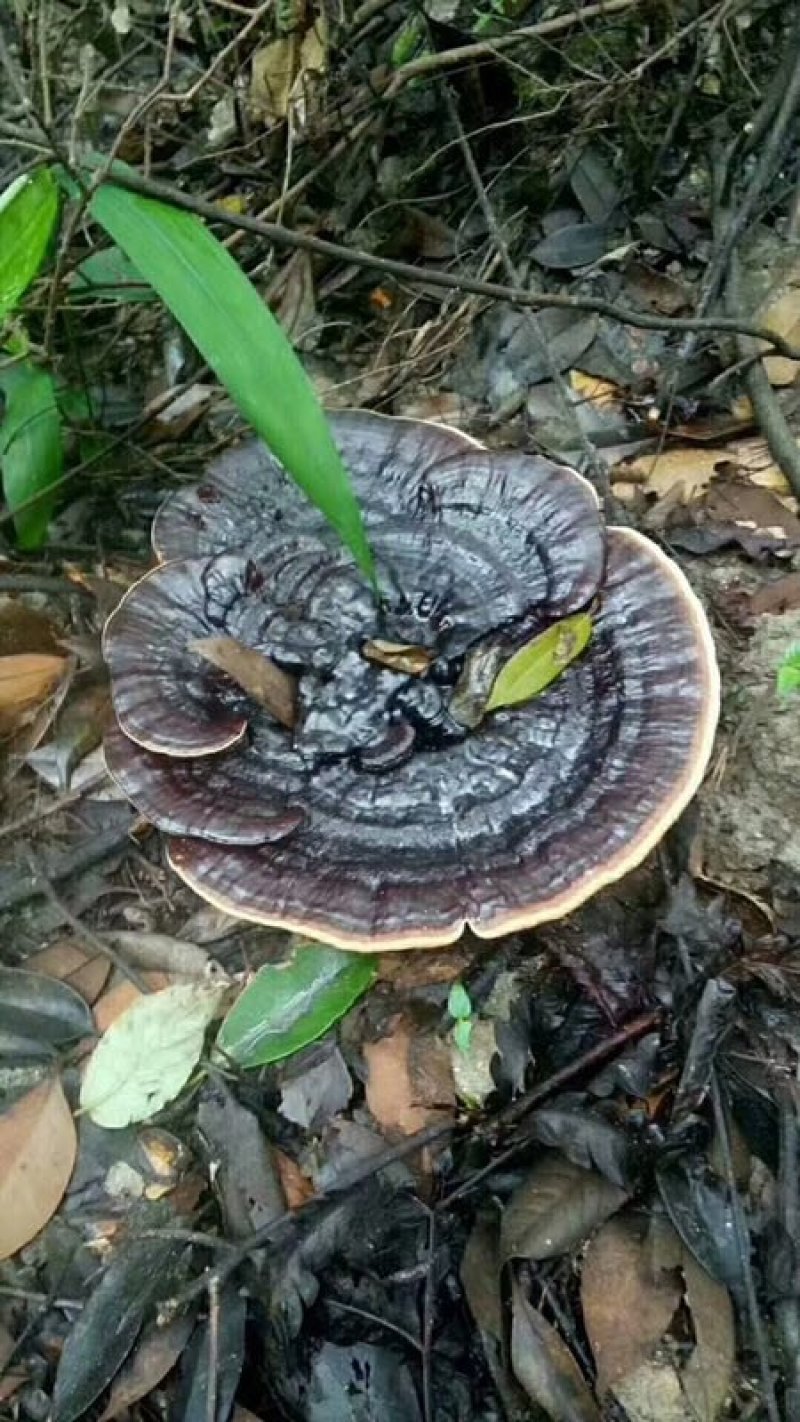 野生大灵芝，福建紫灵芝，野生灵芝黑灵芝干货
