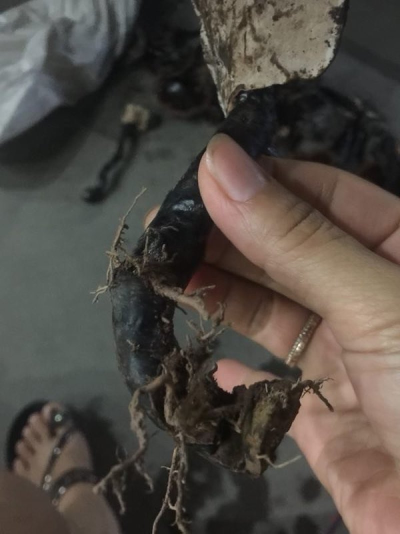 野生大灵芝，福建紫灵芝，野生灵芝黑灵芝干货