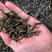 杂交泥鳅苗+技术支持+包回收+高密度养殖