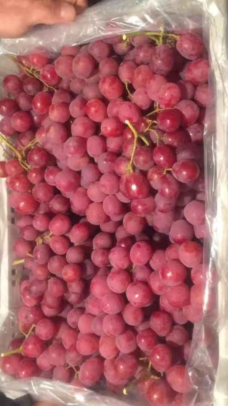 红提