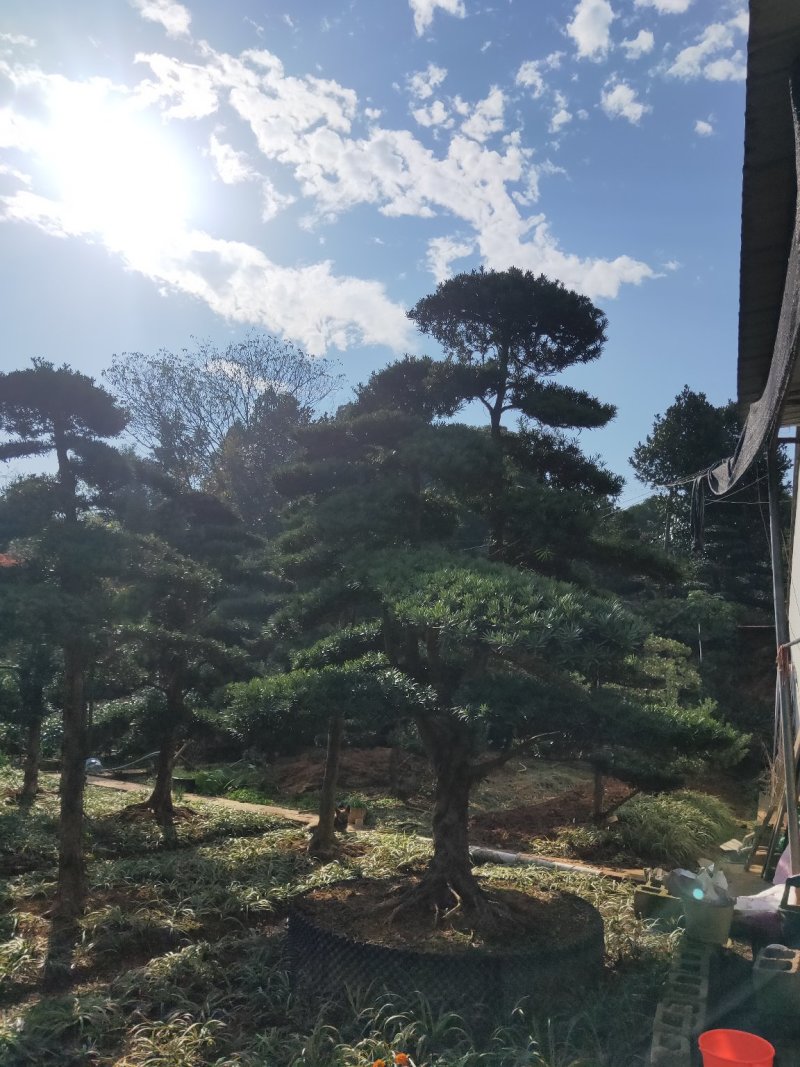 造型罗汉松批发零售10-20造型罗汉松天诚苗圃