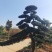 造型罗汉松批发零售10-20造型罗汉松天诚苗圃