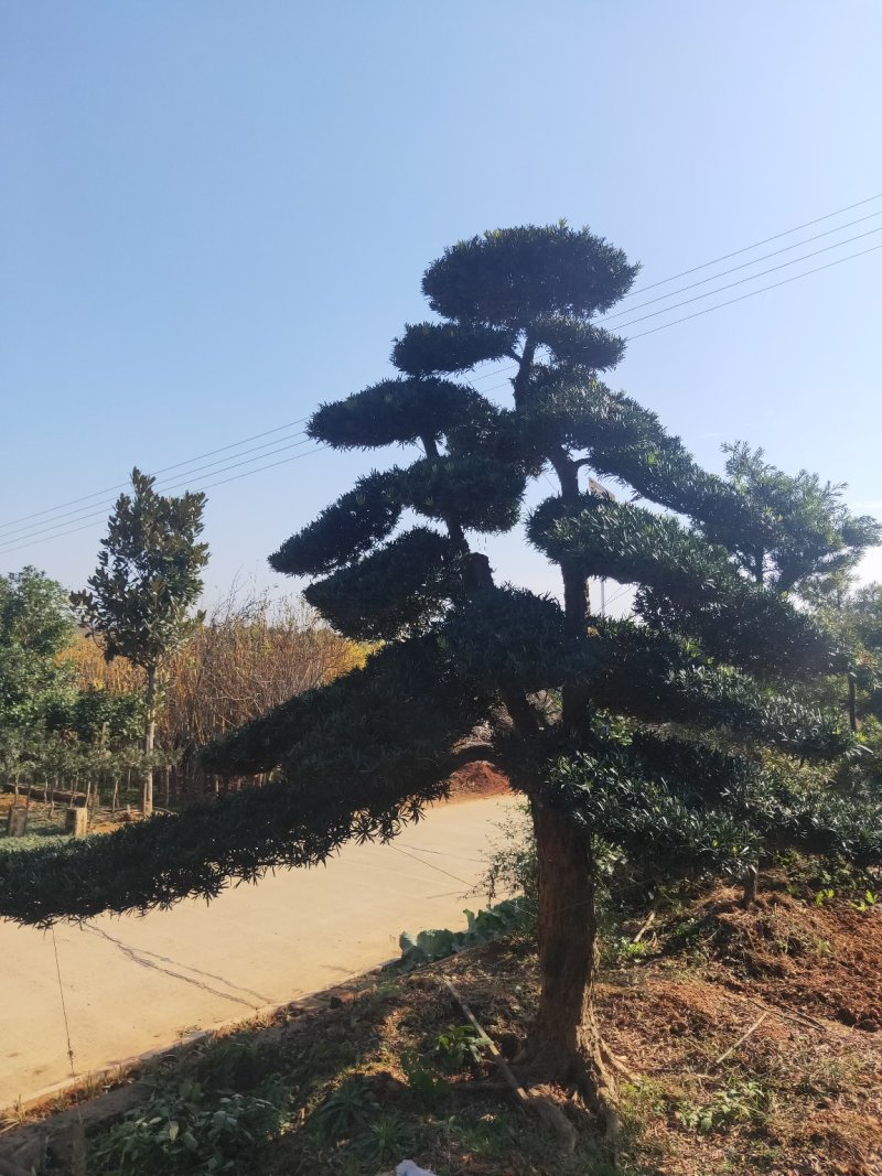造型罗汉松批发零售10-20造型罗汉松天诚苗圃