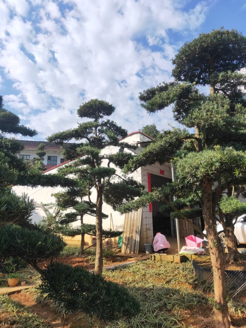 造型罗汉松批发零售10-20造型罗汉松天诚苗圃