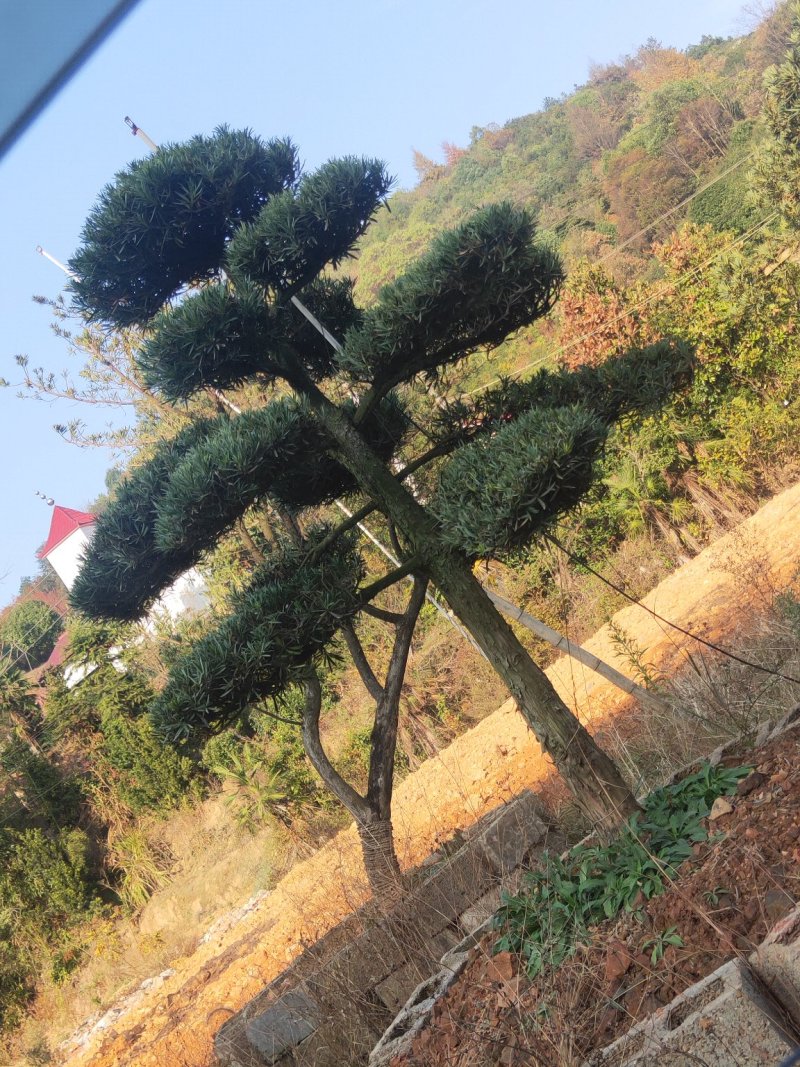 造型罗汉松批发零售10-20造型罗汉松天诚苗圃