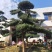 造型罗汉松批发零售10-20造型罗汉松天诚苗圃