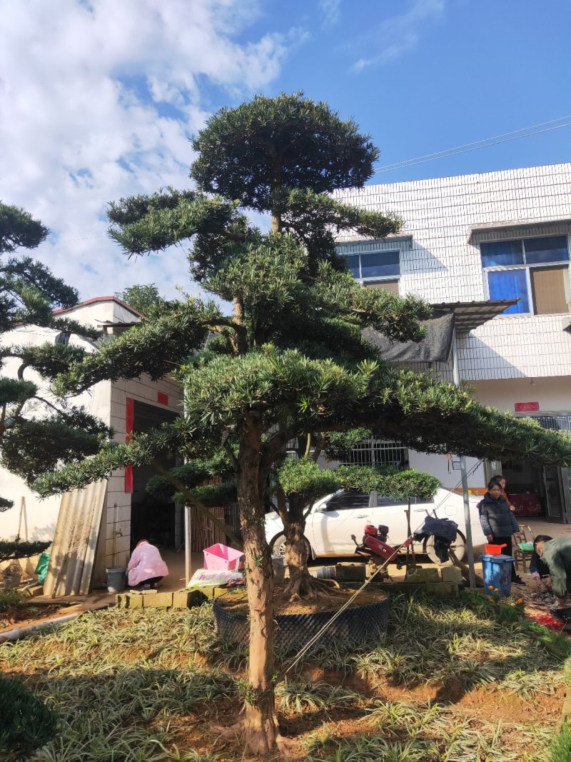 造型罗汉松批发零售10-20造型罗汉松天诚苗圃