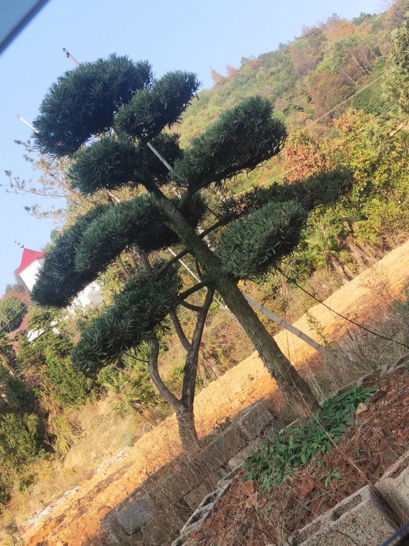 造型罗汉松批发零售10-20造型罗汉松天诚苗圃