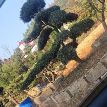 造型罗汉松批发零售10-20造型罗汉松天诚苗圃