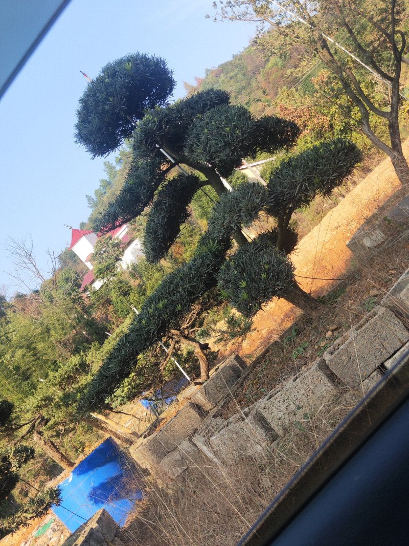 造型罗汉松批发零售10-20造型罗汉松天诚苗圃