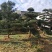 造型罗汉松批发零售10-20造型罗汉松天诚苗圃