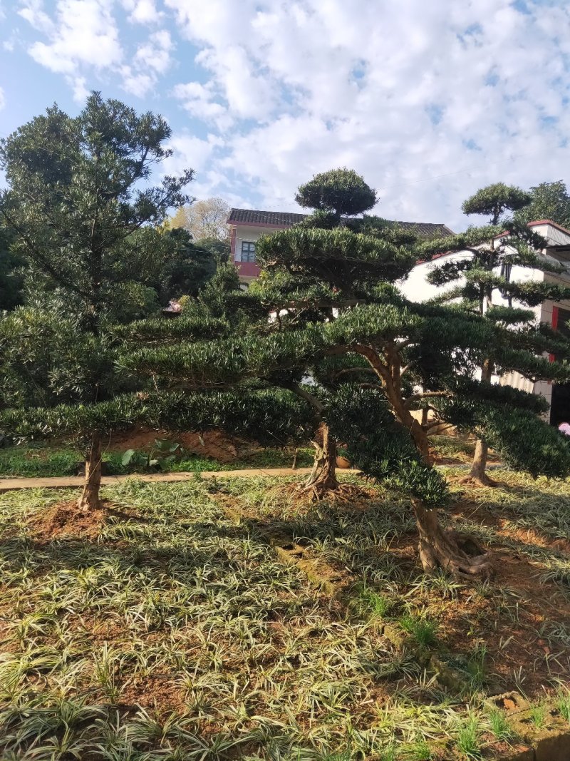 造型罗汉松批发零售10-20造型罗汉松天诚苗圃