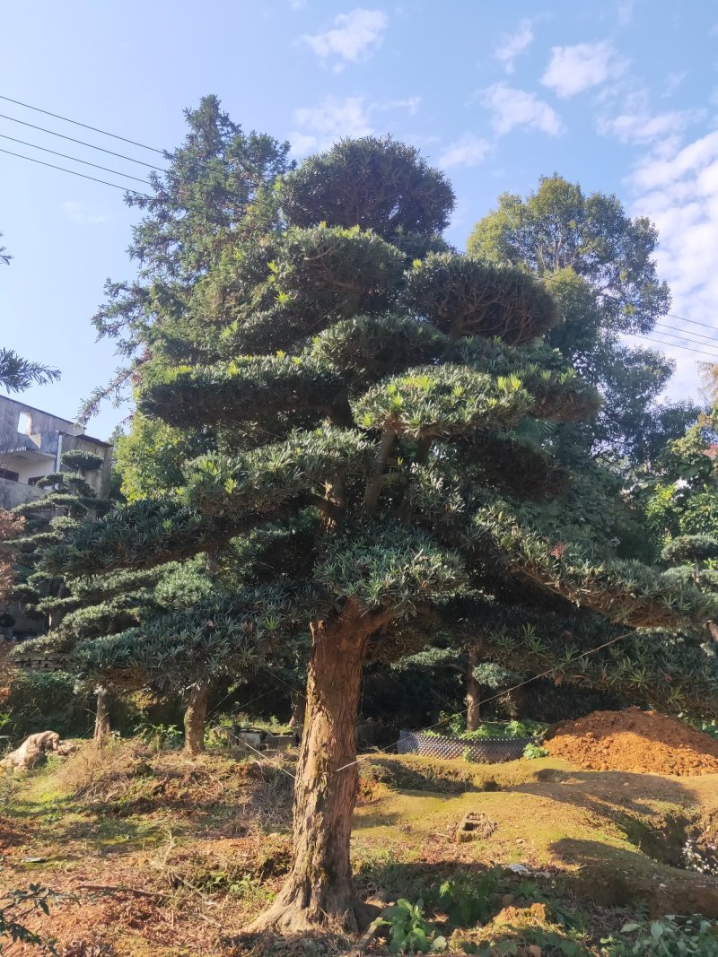 造型罗汉松批发零售10-20造型罗汉松天诚苗圃