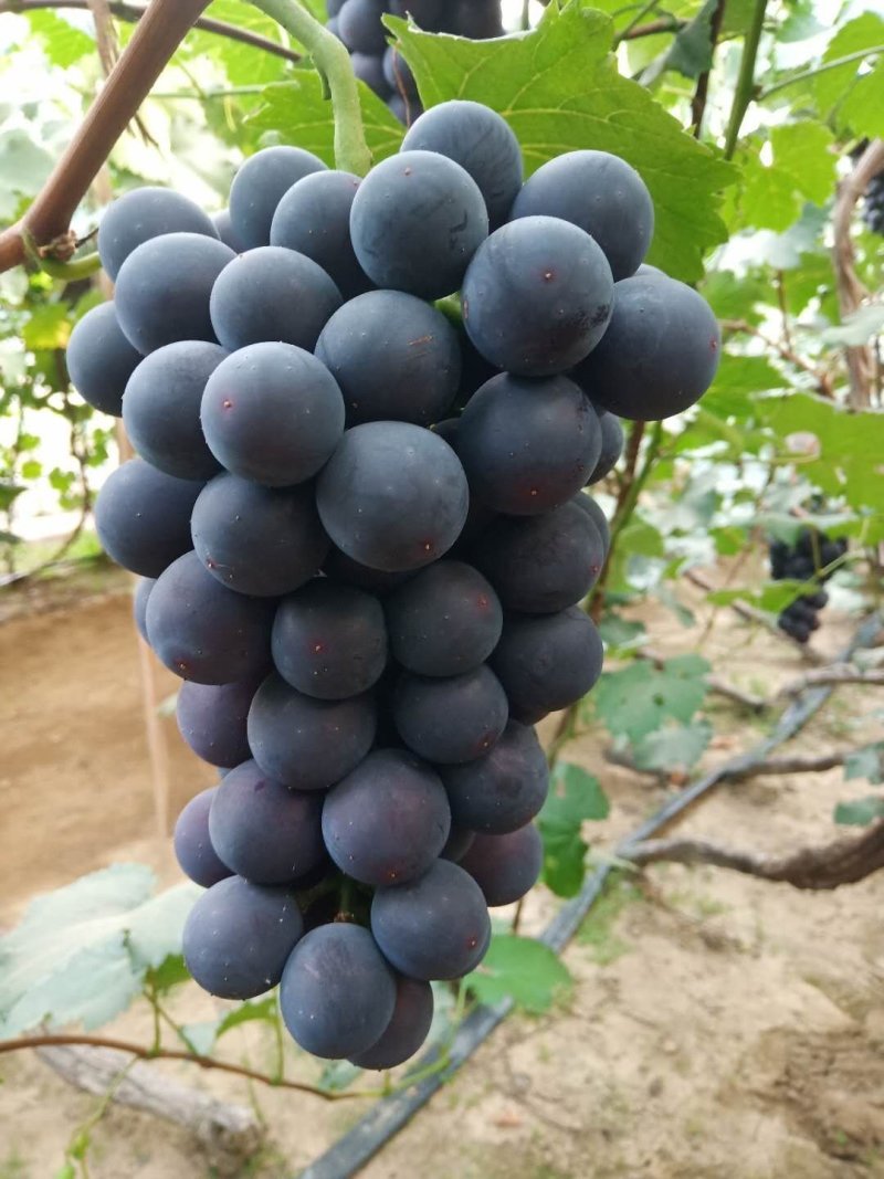 巨峰葡萄苗昌黎葡萄苗基地直发保证质量包成活