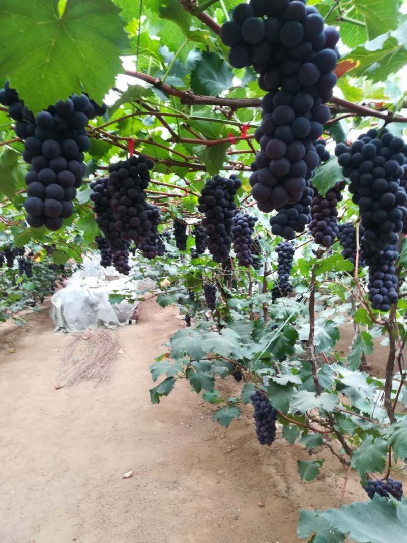 巨峰葡萄苗昌黎葡萄苗基地直发保证质量包成活