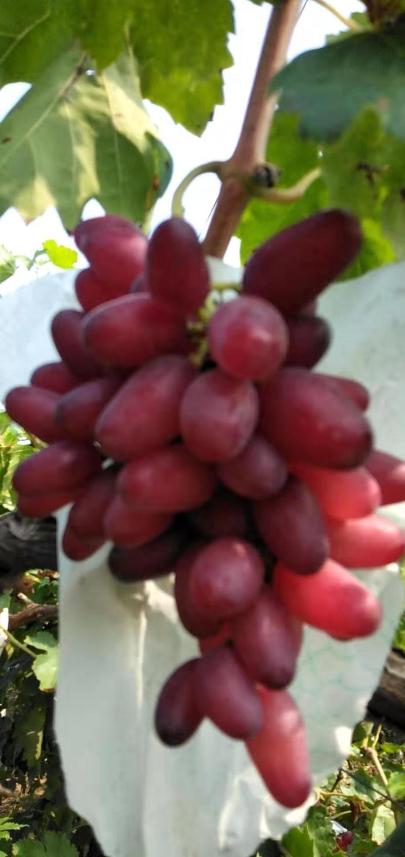 深红无籽葡萄苗，新品种天然无核葡萄苗盖世无籽葡萄苗