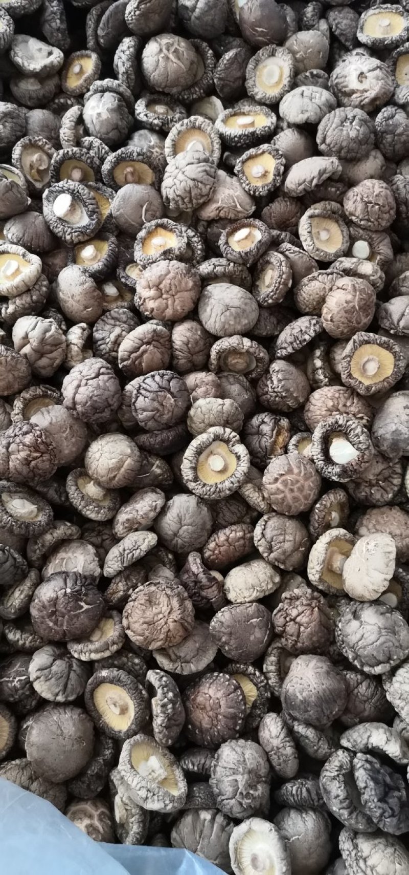 干香菇纯面菇：河南春栽分级成品烤菇批发价包邮。