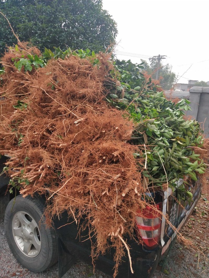 枳壳苗商州枳壳，臭橙种苗