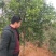 【精选药材苗】枳壳苗，商州枳壳，臭橙，嫁接苗