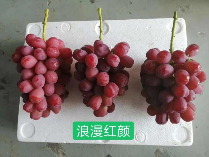 浪漫红颜葡萄苗冰糖葡萄，阳光玫瑰伴侣，适合批发